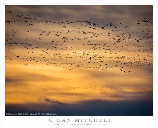 Geese, Sunset Sky