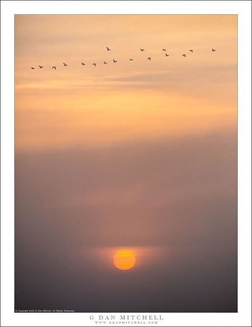 Geese, Fog, Rising Sun