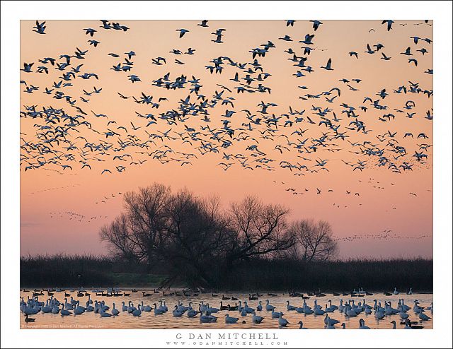 First Light, Winter Wetlands