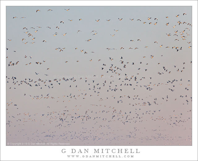 GooseFilledMorningSky20130121