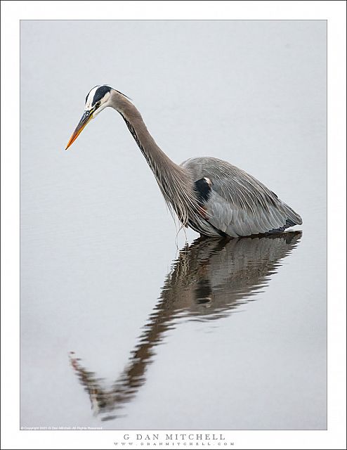 Great Blue Heron, Reflection