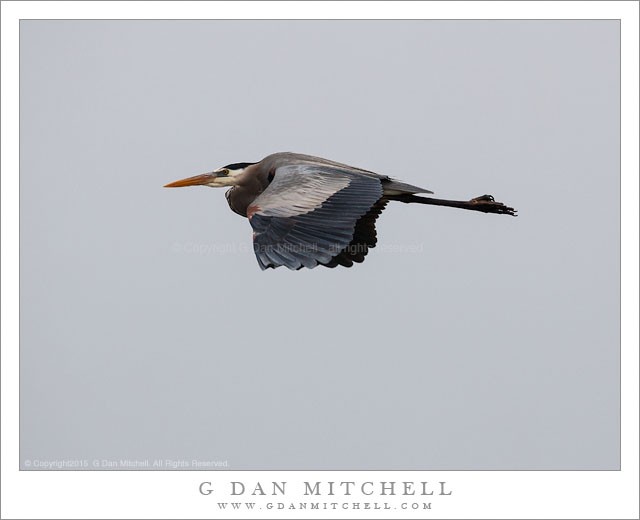 Great Blue Heron