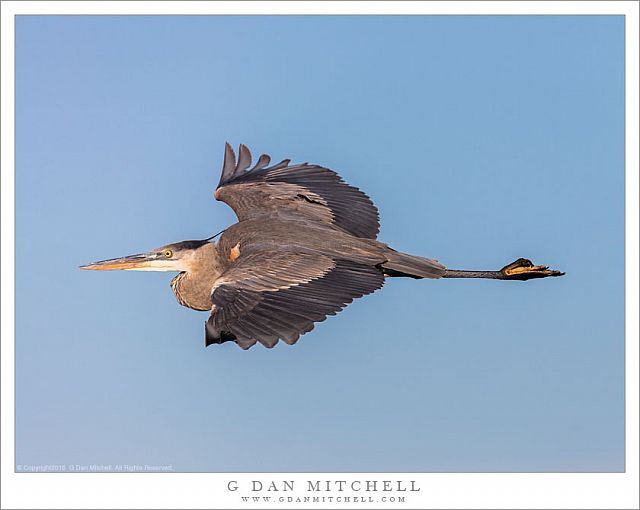 Great Blue Heron in Flight