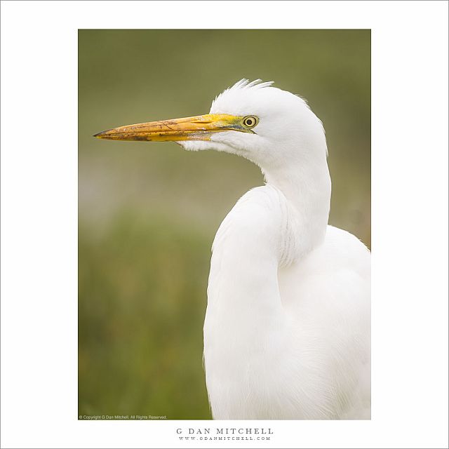 Great Egret Portrait