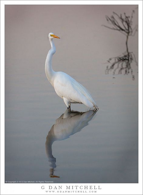 Great Egret, Reflection