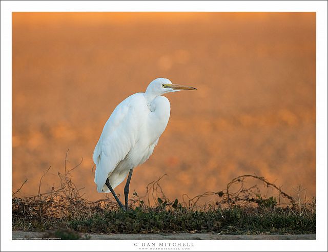 Great Egret, Morning Light