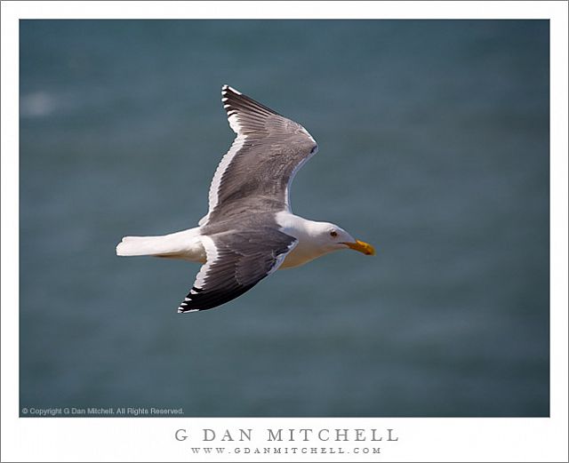 GullFlight20080301