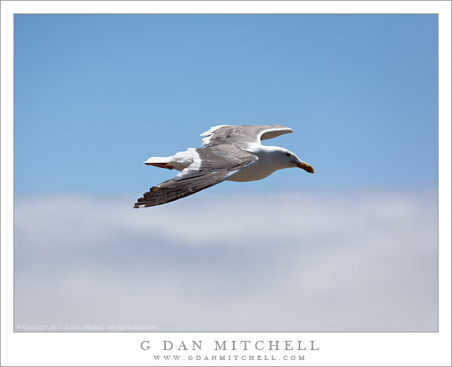 GullFogBankBlueSky20110712