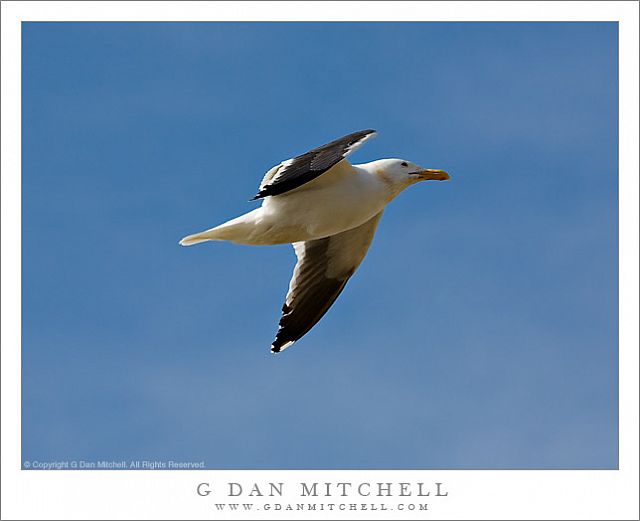 GullInFlight 01 20080301