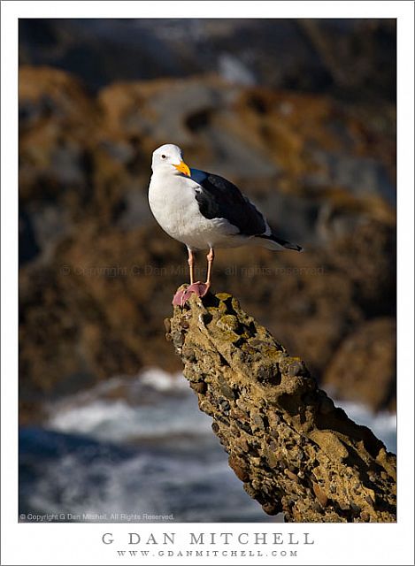 GullOnRockPointLobos20081130