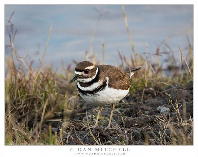 Killdeer