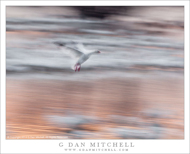 LandingGooseMotionBlurMNWR20140214