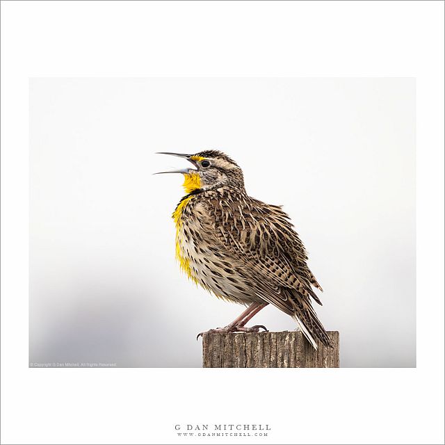 Meadowlark Song #2