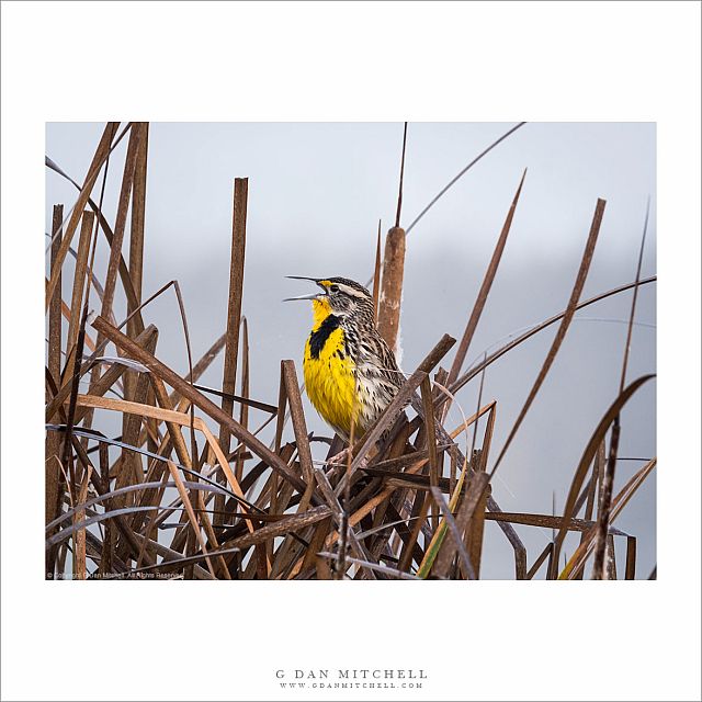 Western Meadowlark