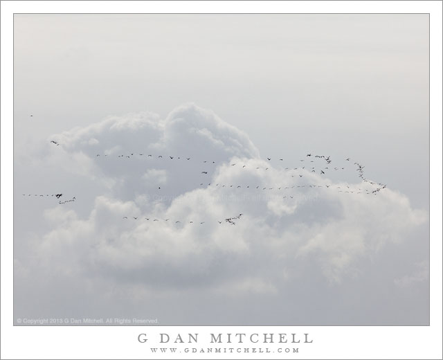 MigrationCloudsSkyRossGeese20130309