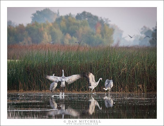 The Cranes Dance