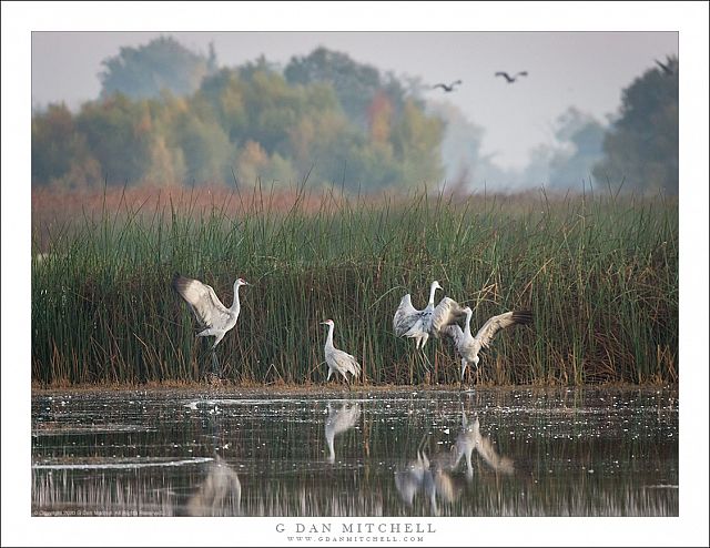 Morning Dance, Sandhill Cranes