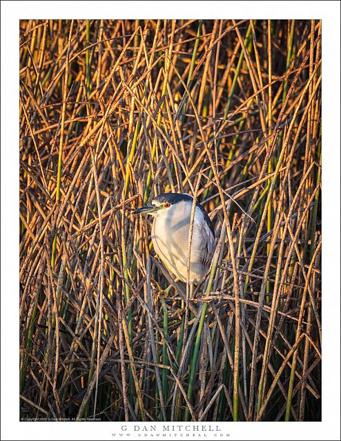 Night Heron in Brush