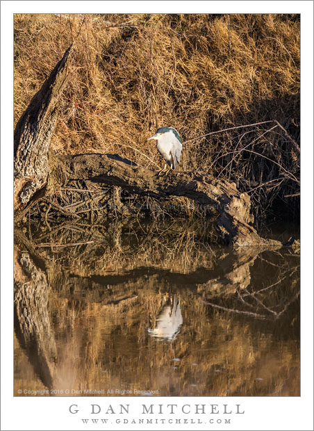 Night Heron, Reflection