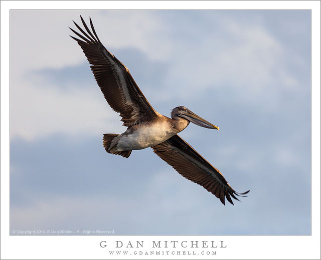 Brown Pelican in Flight