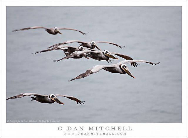 PelicanFlockInFlight20100515