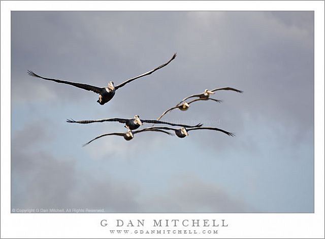 PelicanFlockPointLobos20090125