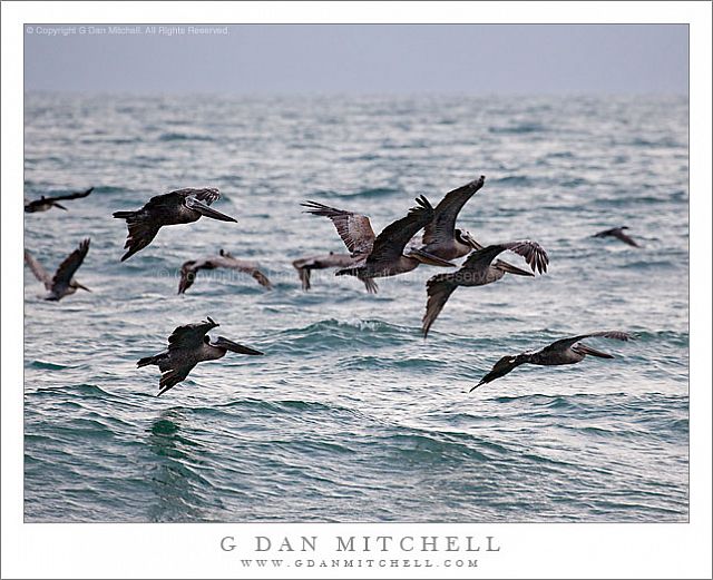 PelicanFlockTurningOverWater20100623