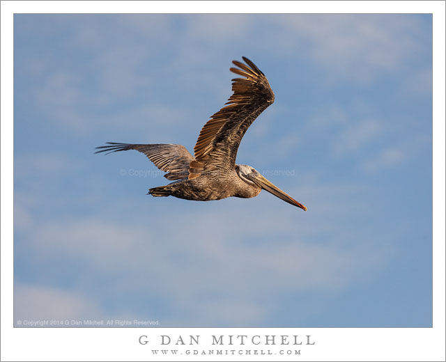 Departing Pelican, Blue Sky