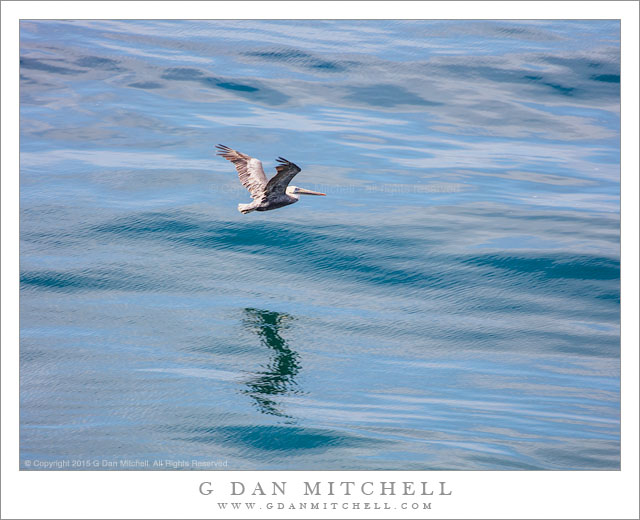 Pelican, Reflection