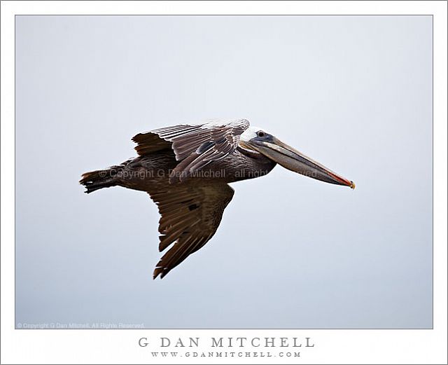 PelicanSoloFlight20100515