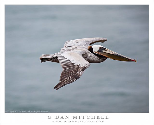 PelicanSoloInFlight20100515