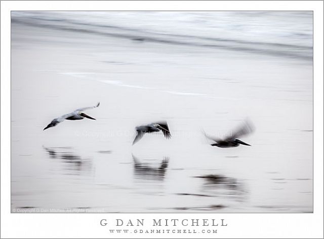 PelicansFastThreeBeachBW20091204