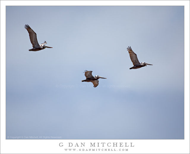 Pelicans 3 BlueSky20110530