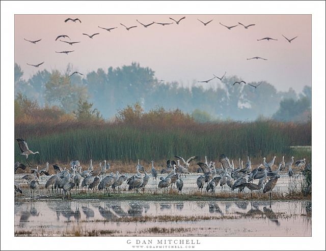 Cranes Before Sunrise