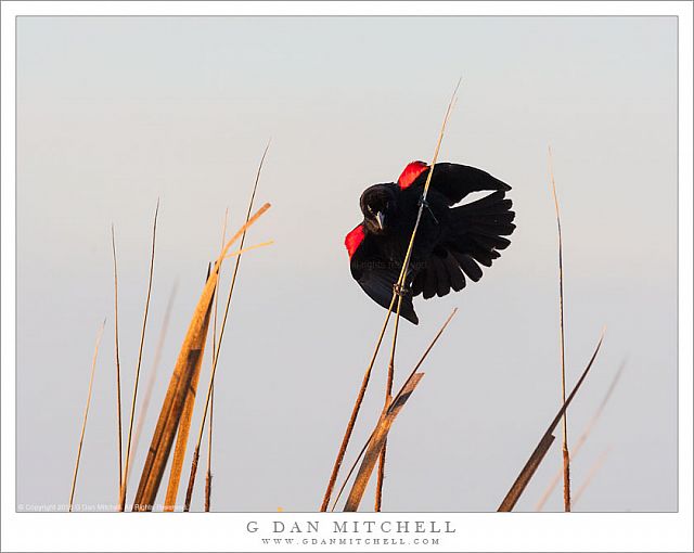 Red-Wing Blackbird