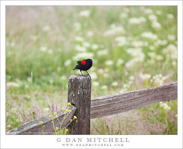 RedWingBlackbirdFencePost20090418