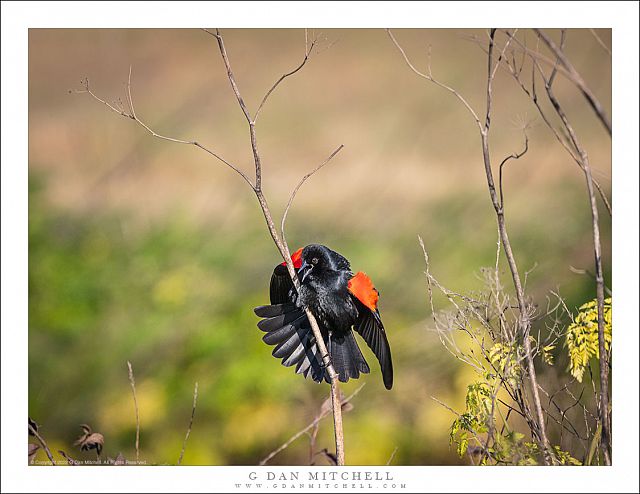 Red-Winged Blackbird Territorial Display