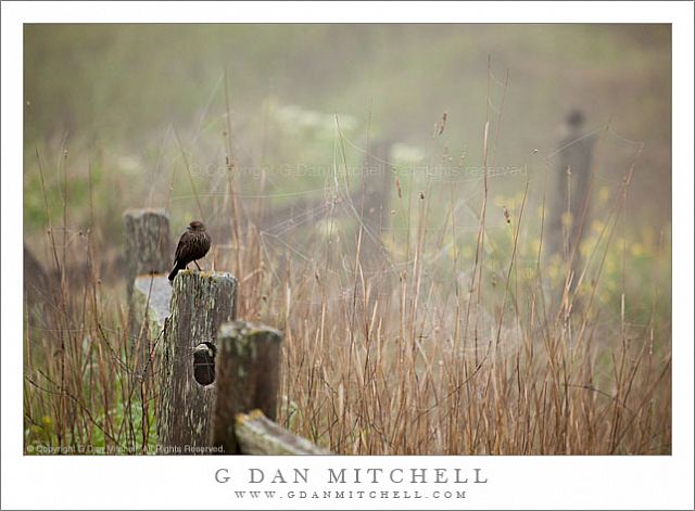 RedwingBlackbirdFemaleFence20090418