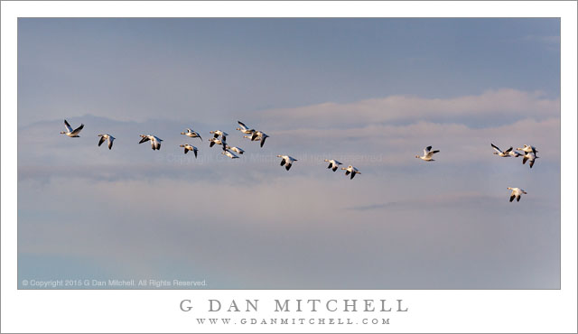 Ross's Geese, Evening Sky