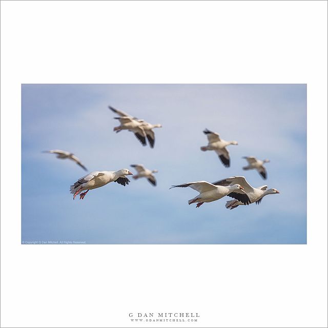 Ross's Geese in Flight