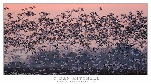 Ross's Geese, Dusk