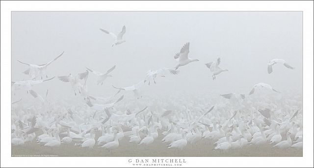 Landing in Fog