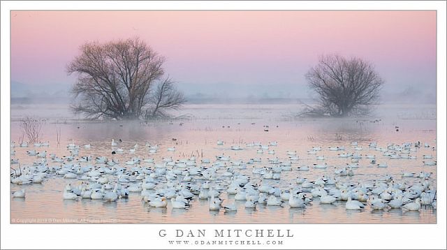 Geese, Pond, Dawn Sky