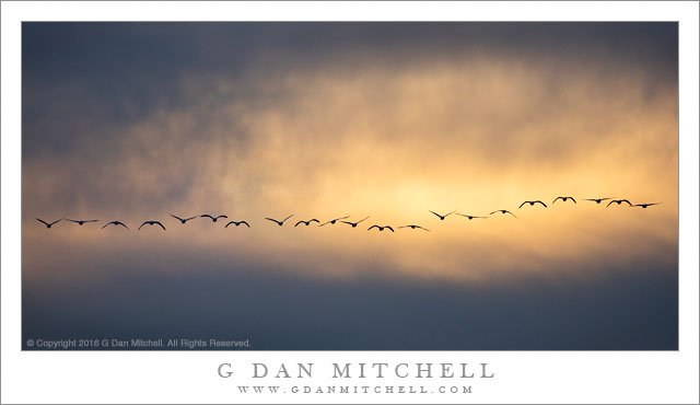 Geese, Sunset Clouds