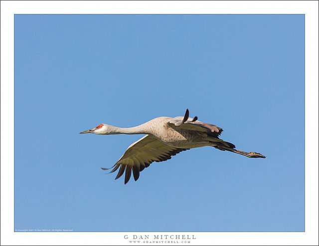 Sandhill Crane, Blue Sky