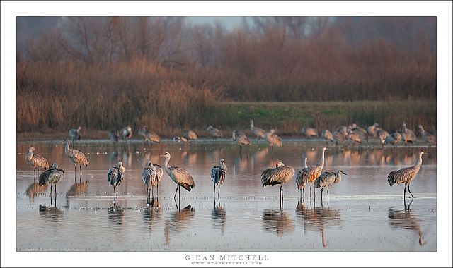 Crane Congregation