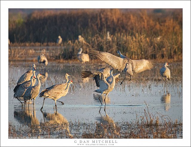 The Crane Dance, Morning