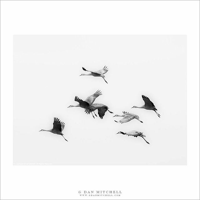 Flock of Cranes in Flight