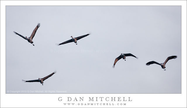 Sandhill Cranes in Morning Flight