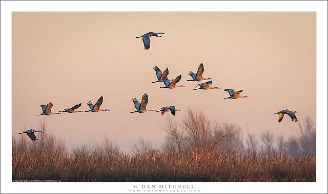 Sandhill Cranes, Morning Flight